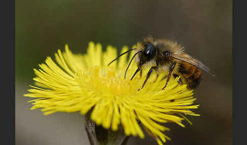 Rote Mauerbiene (Osmia bicornis)