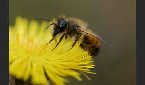 Rote Mauerbiene (Osmia bicornis)