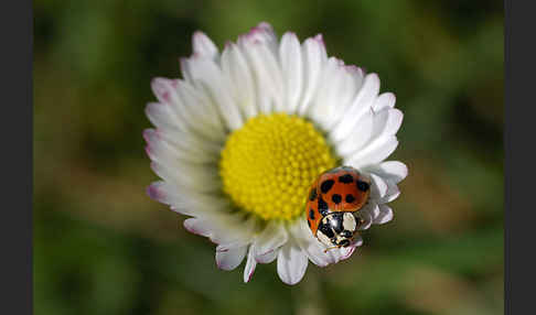 Asiatischer Marienkäfer (Harmonia axyridis)