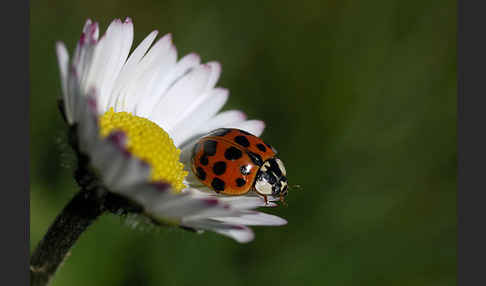 Asiatischer Marienkäfer (Harmonia axyridis)