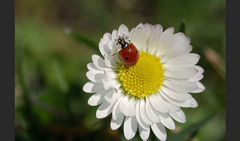 Zweipunkt-Marienkäfer (Adalia bipunctata)