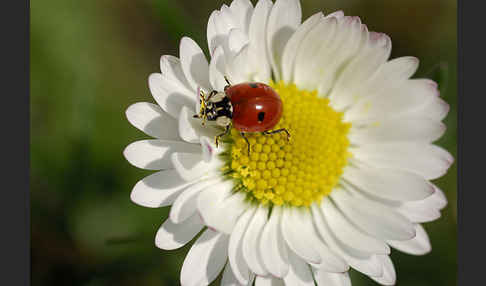 Zweipunkt-Marienkäfer (Adalia bipunctata)