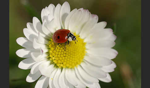 Zweipunkt-Marienkäfer (Adalia bipunctata)