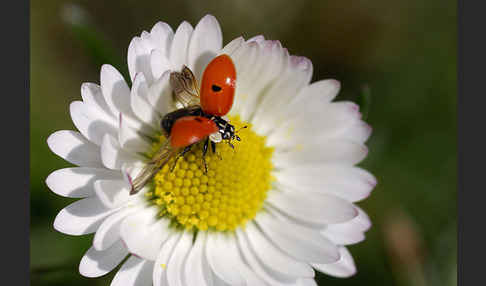 Zweipunkt-Marienkäfer (Adalia bipunctata)