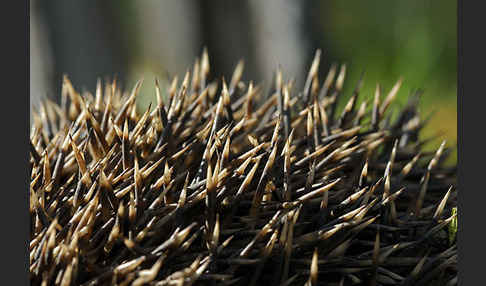 Igel (Erinaceus europaeus)