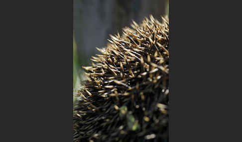 Igel (Erinaceus europaeus)