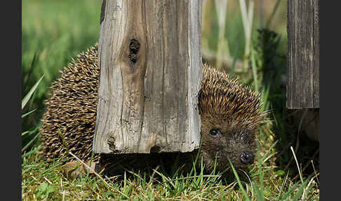 Igel (Erinaceus europaeus)