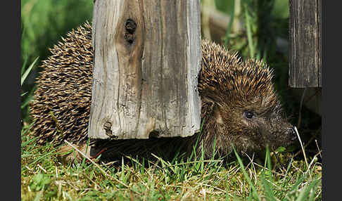 Igel (Erinaceus europaeus)