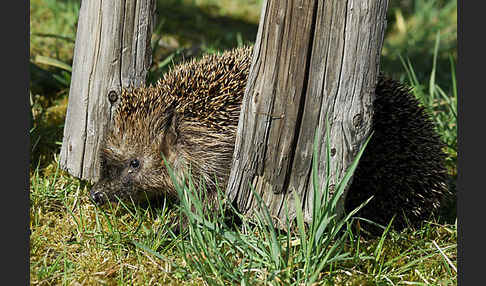 Igel (Erinaceus europaeus)