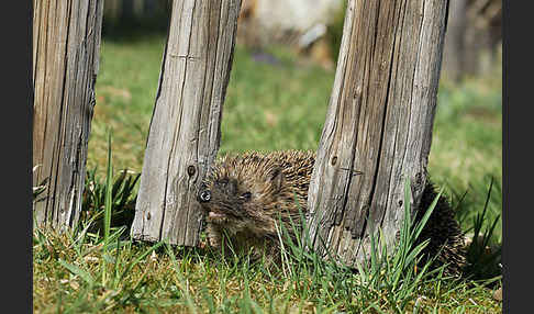 Igel (Erinaceus europaeus)