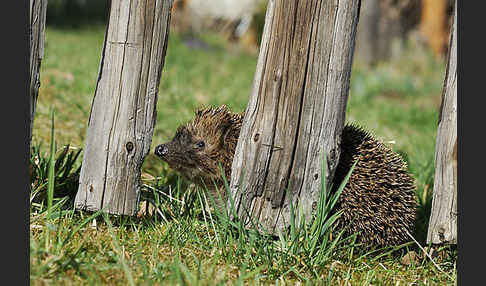 Igel (Erinaceus europaeus)