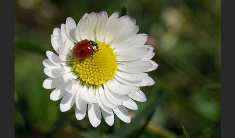 Zweipunkt-Marienkäfer (Adalia bipunctata)