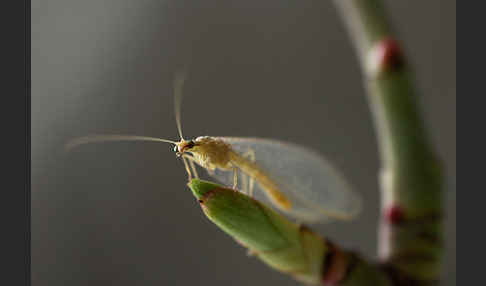 Florfliege spec. (Chrysoperia carnea)