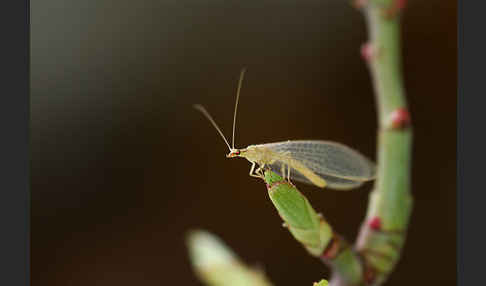 Florfliege spec. (Chrysoperia carnea)