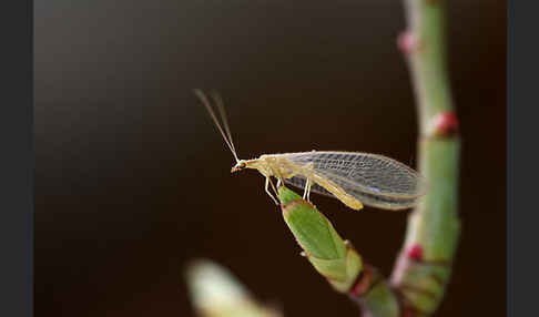 Florfliege spec. (Chrysoperia carnea)