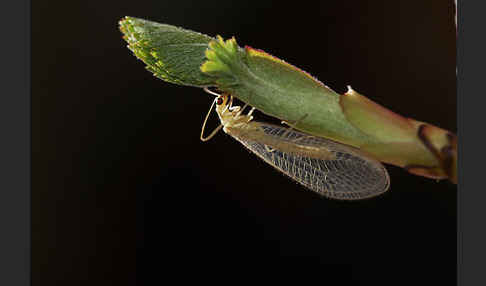 Florfliege spec. (Chrysoperia carnea)