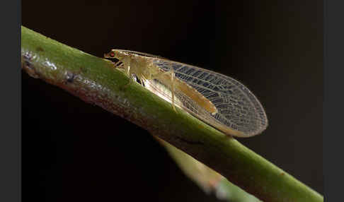 Florfliege spec. (Chrysoperia carnea)