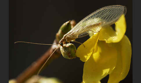 Florfliege spec. (Chrysoperia carnea)