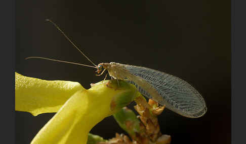 Florfliege spec. (Chrysoperia carnea)