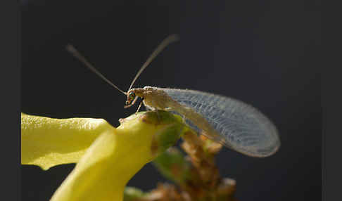 Florfliege spec. (Chrysoperia carnea)