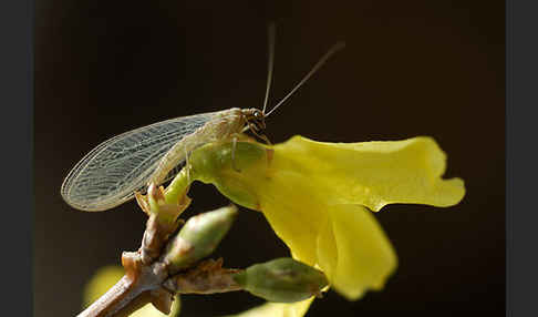 Florfliege spec. (Chrysoperia carnea)