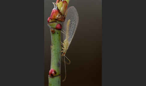 Florfliege spec. (Chrysoperia carnea)