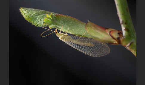 Florfliege spec. (Chrysoperia carnea)