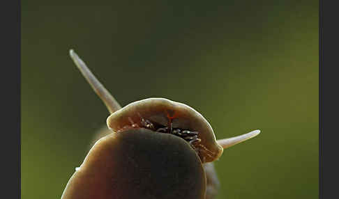 Posthornschnecke (Planorbarius corneus)