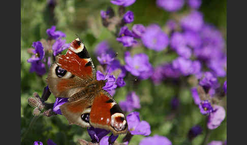 Tagpfauenauge (Inachis io)