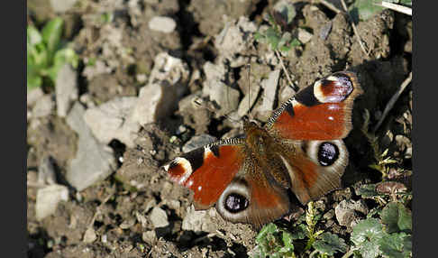 Tagpfauenauge (Inachis io)