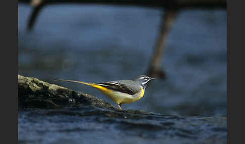 Gebirgsstelze (Motacilla cinerea)