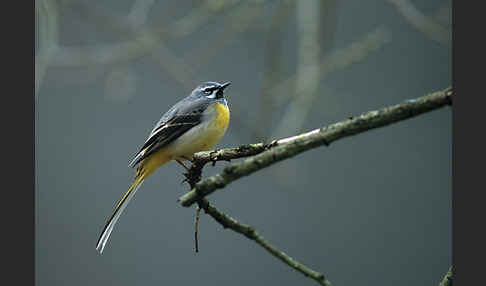 Gebirgsstelze (Motacilla cinerea)