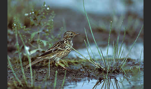 Wiesenpieper (Anthus pratensis)