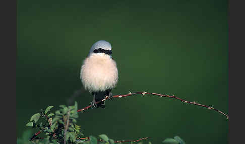 Neuntöter (Lanius collurio)