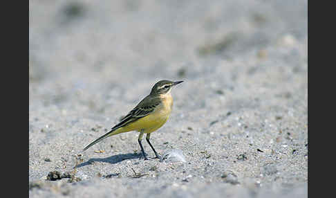 Wiesenschafstelze (Motacilla flava)