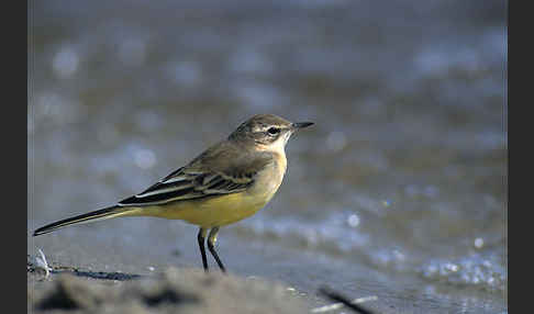 Wiesenschafstelze (Motacilla flava)