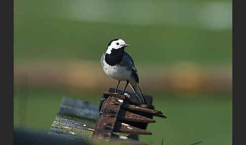 Bachstelze (Motacilla alba)