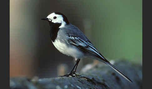 Bachstelze (Motacilla alba)