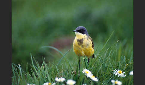 Nordische Schafstelze (Motacilla flava thunbergi)