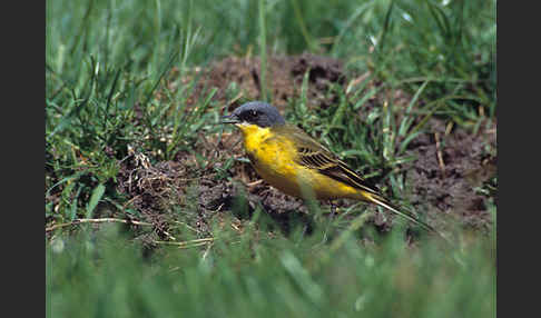 Nordische Schafstelze (Motacilla flava thunbergi)