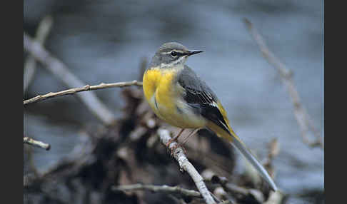 Gebirgsstelze (Motacilla cinerea)