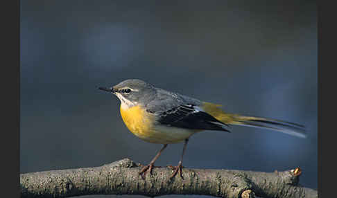 Gebirgsstelze (Motacilla cinerea)