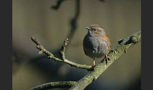 Heckenbraunelle (Prunella modularis)