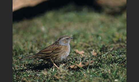 Heckenbraunelle (Prunella modularis)