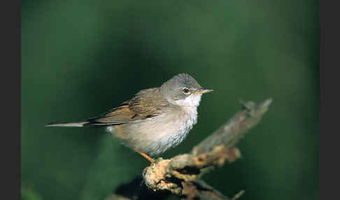 Dorngrasmücke (Sylvia communis)