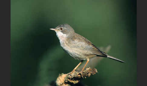 Dorngrasmücke (Sylvia communis)