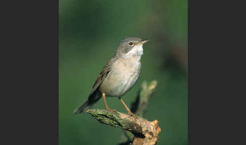 Dorngrasmücke (Sylvia communis)