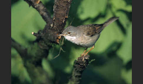 Dorngrasmücke (Sylvia communis)