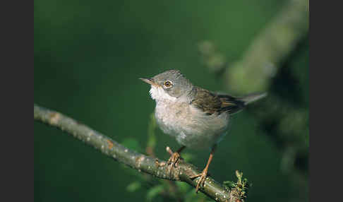 Dorngrasmücke (Sylvia communis)