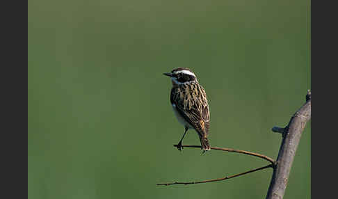 Braunkehlchen (Saxicola rubetra)